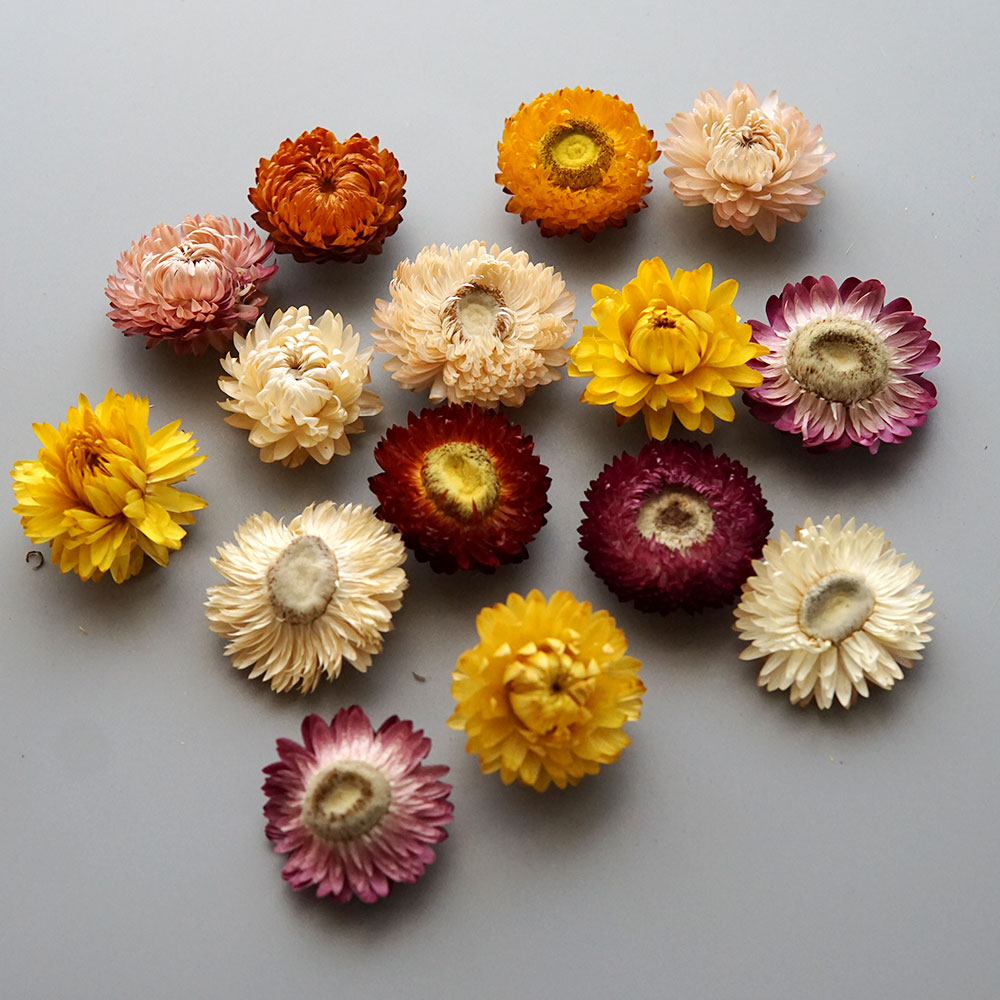 Natural Dried Colorful Chrysan - Baby Products ulasan dan harga