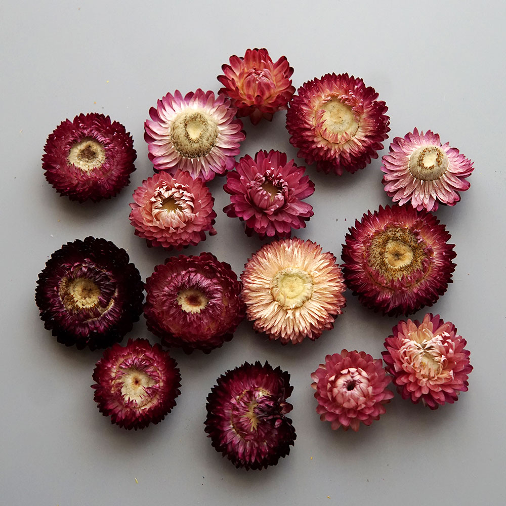 Natural Dried Colorful Chrysan - Baby Products ulasan dan harga