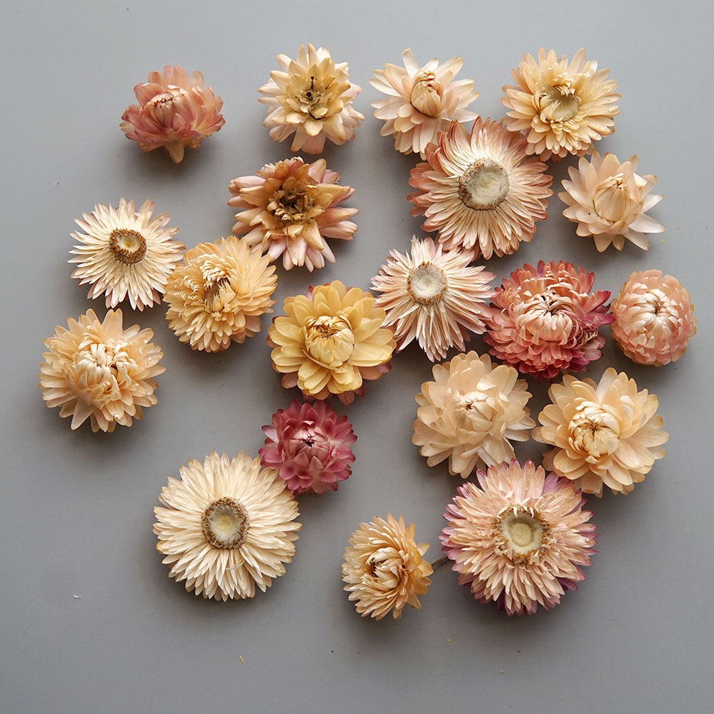Natural Dried Colorful Chrysan - Baby Products ulasan dan harga